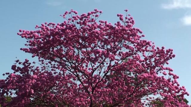 Pink Ipe tabebuia avellanedae Handroanthus impetiginosus смотреть онлайн