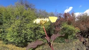 Крушина Осеннее цветение