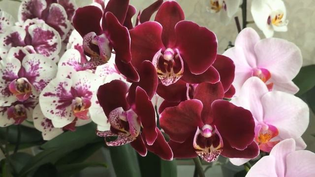 Цветение моих орхидей в июле 2 часть смотреть онлайн