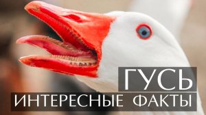 Гусь. Интересные факты