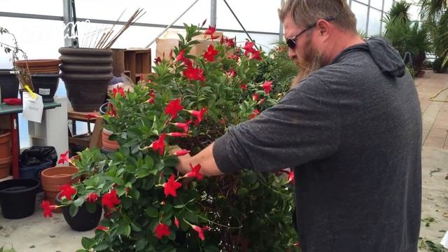 How to Prune a Dipladenia смотреть онлайн