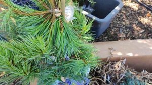 Распаковка посылки из Опт Хоз.Сосна Витхорст,Цесарини Блю.Ели Биалобок,Карел,Литл Джем,Дейзи Вайт.