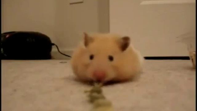 Животные Хомяк следопыт смотреть онлайн