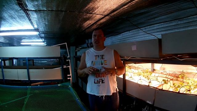 Клубника на гидропонике. Борьба с паутинным клещом. смотреть онлайн