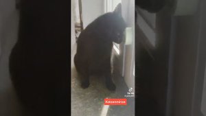 купила кошачью мяту, кошка сходит с ума. Katzenminze