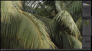 Canon EF 35mm f/2 IS USM Lens - Review Plus Photo & Video Samples (On EOS 80D)