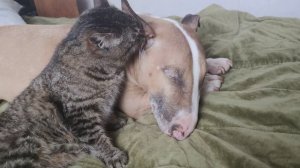 Миниатюрный бультерьер и котенок