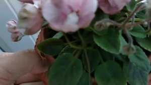 Трішки мого підвіконня + огляд трейлера ЛЕ-Ванильное Небо African violets trailer