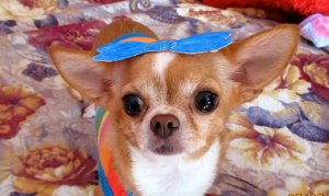 Смешная гладко шерстная чихуахуа. Приколы с чихуахуа. Смешная собачка.A bow for a short-haired dog.