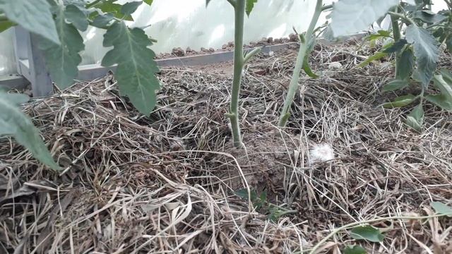 Стрижка томатов для урожайности. Как правильно обрезать листья? смотреть онлайн