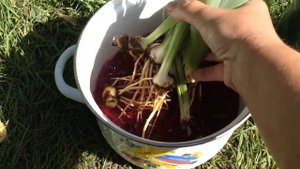 Ирисовая муха и другие проблемы ирисов