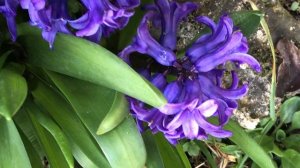 Jacinthe 'Bleu de Delft' 'Hyacinthus orientalis Delft Blue' la faïence hollandaise nous met à l'ais