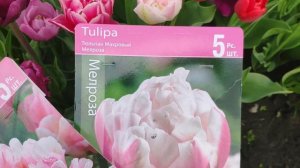 Полюбуемся тюльпанами и сравним сорта с их изображениями на упаковке. Tulip blossom.