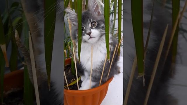 Мейн-кун любит лазить в цветы. Кот ест цветы