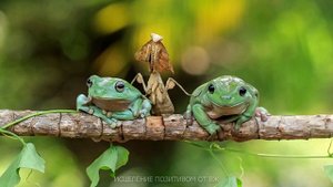 СМЕШНЫЕ ЛЯГУШКИ И ЖАБЫ