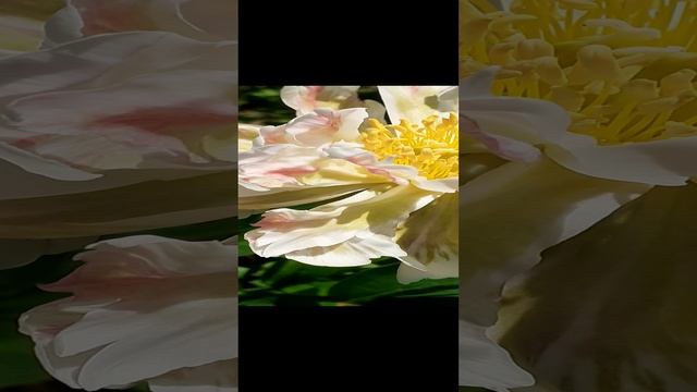 GREEN LOTUS 18/70/M (Klekler/Klehm' 1995)