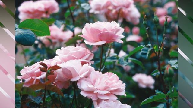 Queen Elizabeth Rose / #Roses /#Floriculture смотреть онлайн