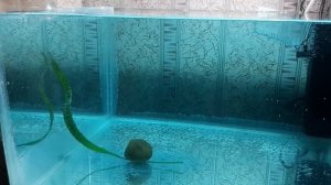 Нерест Мраморных Скалярий в общем аквариуме.