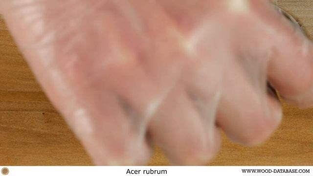 Red maple (Acer rubrum) смотреть онлайн