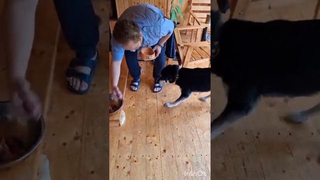 Митьку сбила машина. Кузя опять подрался#ЛикаХолод#помощьживотным#котики