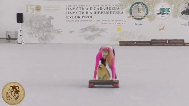 Учёный пёс: танцы с собаками. Анастасия Скопина и немецкий шпиц Джесс. «Весёлый фитнес»