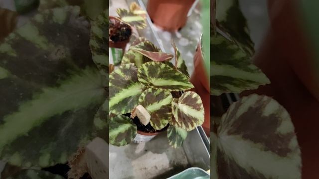 Бегония Клеопатры (Begonia cleopatrae) #Shorts