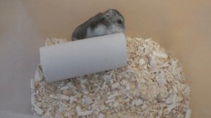 Перевозка хомяка. Как правильно перевозить хомяка?