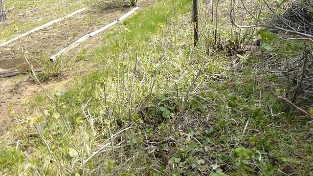 2016 04 25 секатор fiskars, дача 33 в этот день, котенок Joined смотреть онлайн