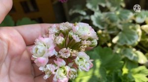 Пеларгония Kvarnlyckans Anna-Jeanette, Анна Жаннет