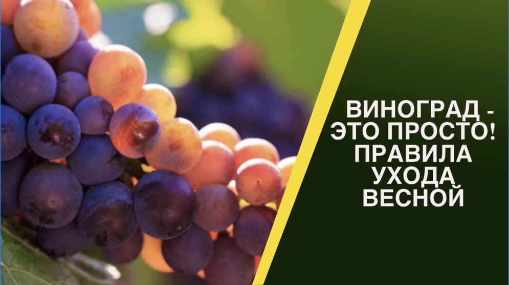 УХОД ЗА ВИНОГРАДОМ! СОВЕТЫ ЭКСПЕРТА! смотреть онлайн