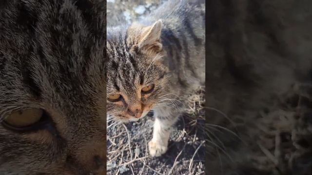 Кошечка которая стесняется