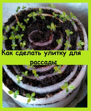 Как сделать грядку-улитку для рассады из демпферной ленты - это не только модно, но и практично!