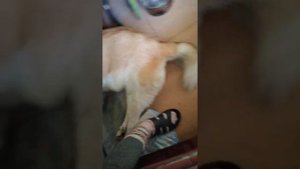 Роды зсл. Тяжёлые роды собаки.
