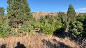 ВЛОГ Жизнь в США / Едем за Елкой в ЛЕС / Готовимся к новому году 2021