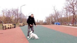 Как научить собаку команде ползи | Дрессировка собак | Как дрессировать собаку