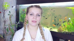 Домашний Тушканчик: ? Содержание и Уход // Сеть Ветклиник БИО-ВЕТ