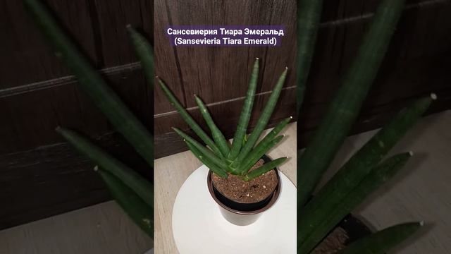 Сансевиерия Тиара Эмеральд (Sansevieria Tiara Emerald)