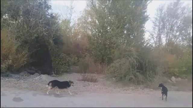 Видео от Валерия Владимировича. Рыбалка и воспоминания. смотреть онлайн