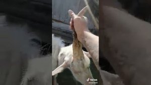 ЕДИНОРОГ В РЕАЛЬНОЙ ЖИЗНИ!????????