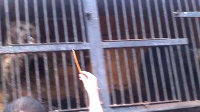 мишка хлопает в лодошки смотреть онлайн