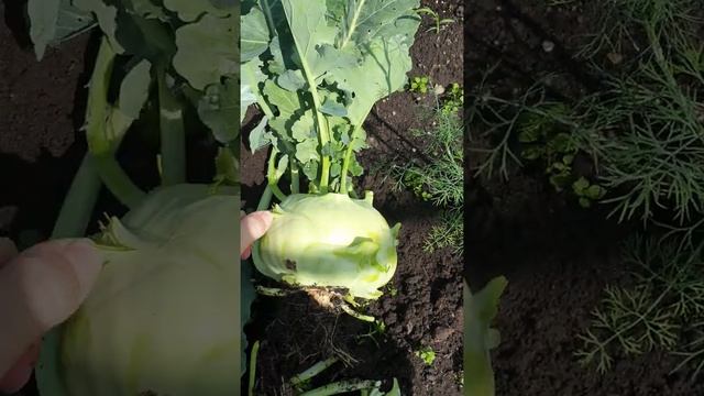 Капуста кольраби: как она растет, с чем ее едят и какая от нее польза смотреть онлайн