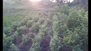 Как с орешков вырастить деревья фундука или лещины!