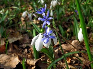 Мартовский лес, полный цветущих подснежников и пролесков. Гора Тарак-Таш.
