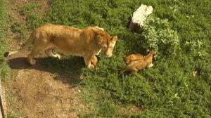 львица и львята