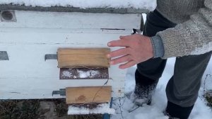 Защита пчел от синиц зимой