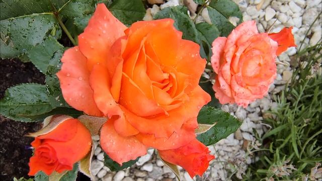 АЛЕГРИЯ, миниатюрная и обворожительная смотреть онлайн