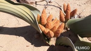 unusuall plant Welwitschia mirabilis (#Вельвичия удивительная)