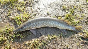 Рыба мечты на Клязьме 13.04.24.