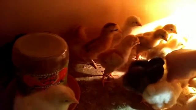 Как определить пол у суточных цыплят