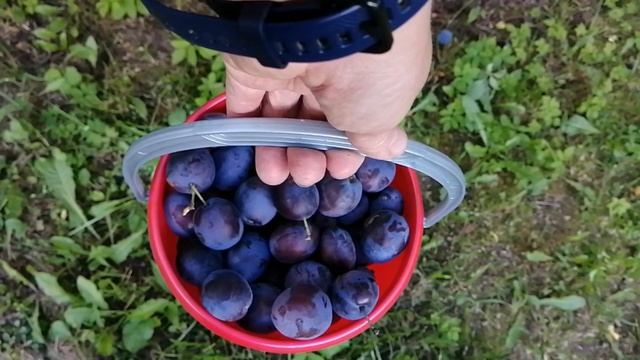 Каркасные Автошторки / Подарок для Трифона / Закрываем дачный сезон / Уборка дома и сада смотреть онлайн